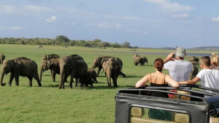 Minneriya National Park: The Best Place to See Elephants in Sri Lanka