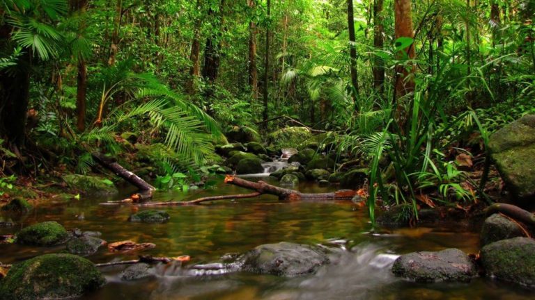 Sinharaja Rainforest: Sri Lanka’s Ultimate Biodiversity Hotspot