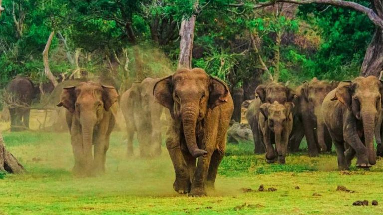 Udawalawe: The Best Wildlife Safari Destination in Sri Lanka