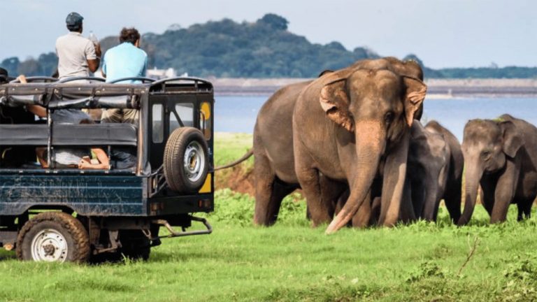 Yala National Park: The Ultimate Safari Destination in Sri Lanka